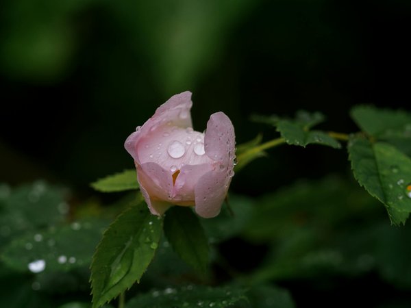 Déménager avec vos animaux : astuces essentielles pour un devis déménagement précis